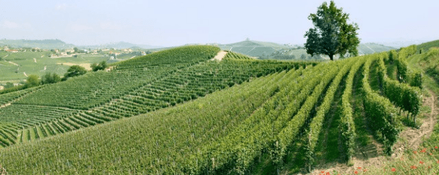 A view of a vineyard on a hill looking outwards onto the rest of the vineyard  in the Castiglione Falletto region