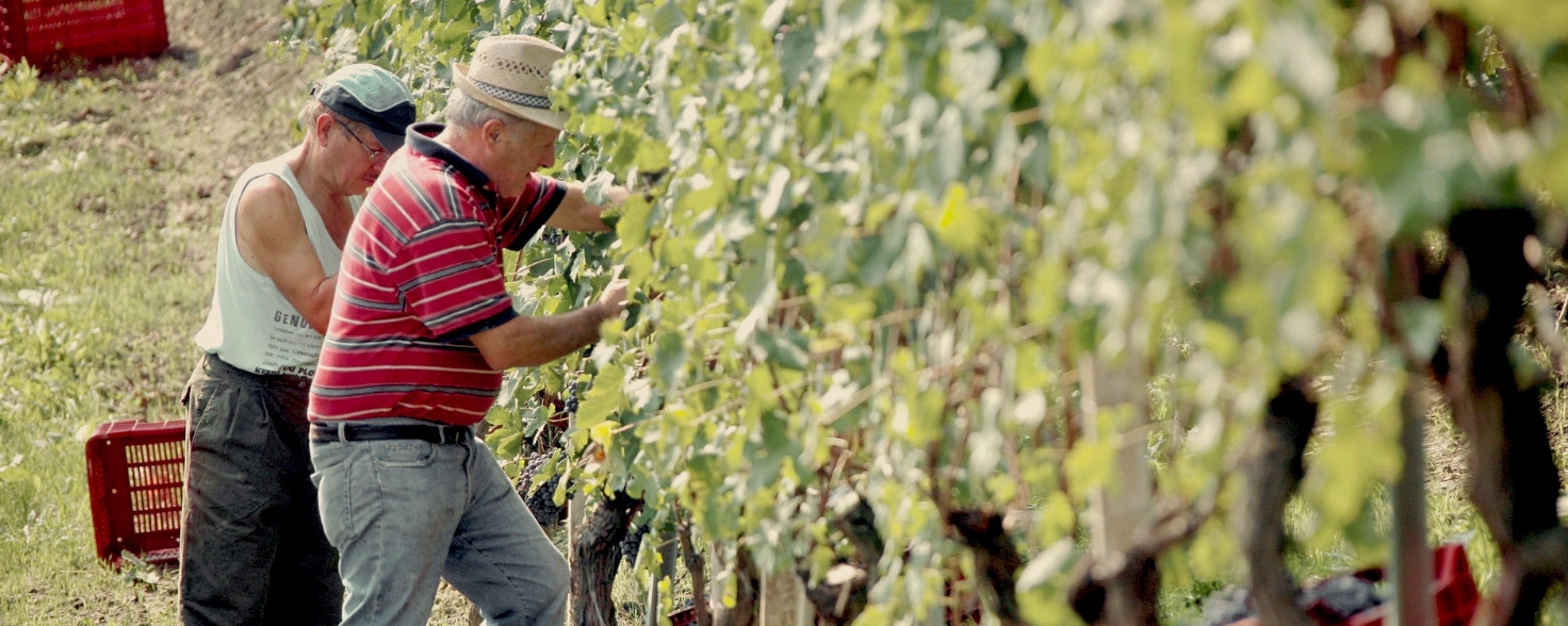 two men picking grapes in a vineyard