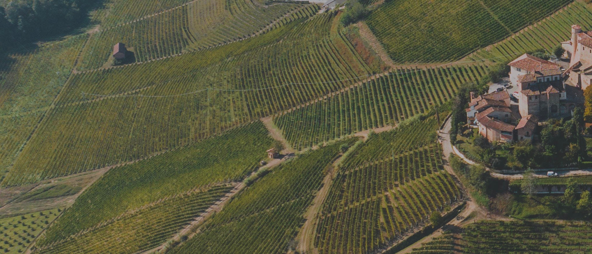 Vineyard in piedmont, Italy