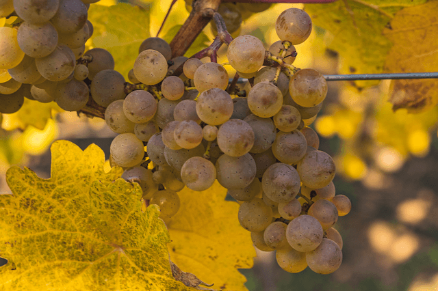 green grapes with leaves in the background