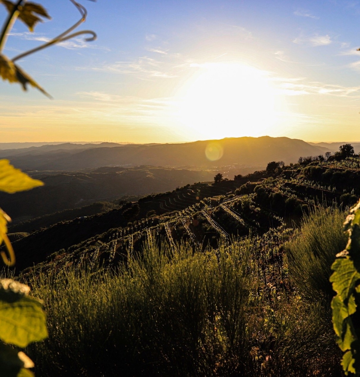 appellations