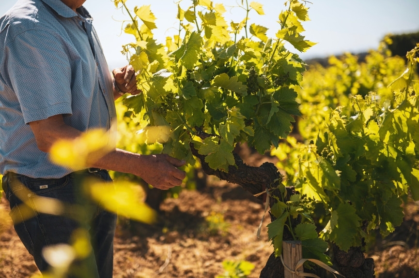 Domaine Louis Michel