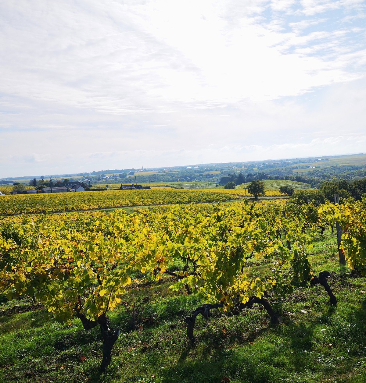 appellations