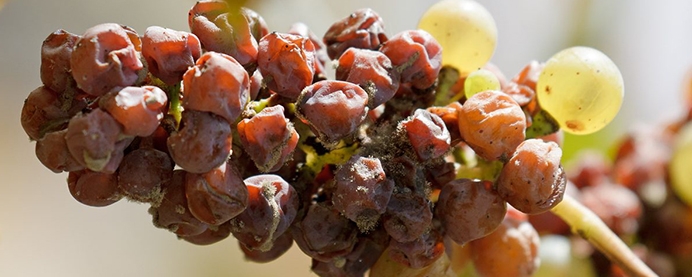 A bunch of Riesling grapes