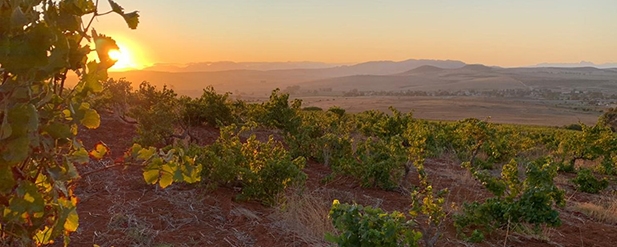 Sunset over field