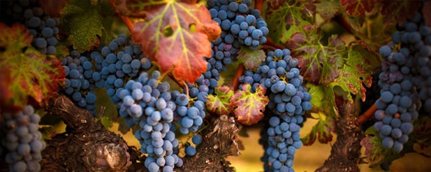 grapes