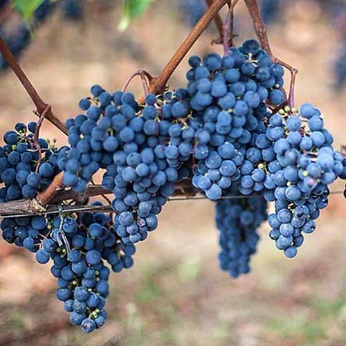 bunch of grapes