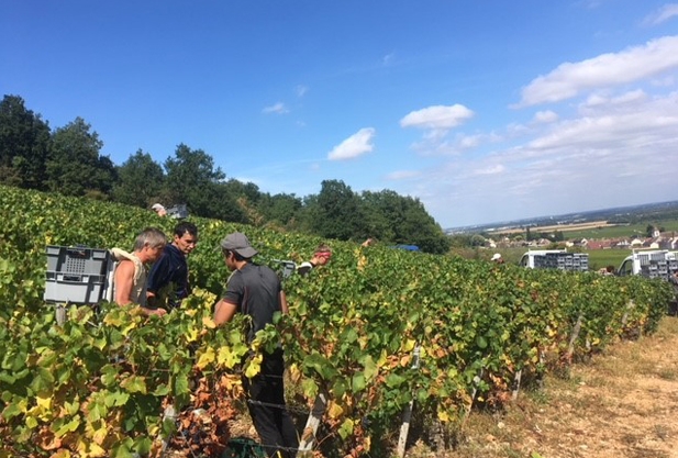 Men working in a vineyard on a sunny day