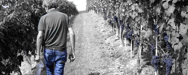 black and white a man walking in a vineyard but his jeans r coloured and so are the grapes