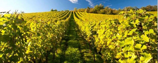 Vineyard