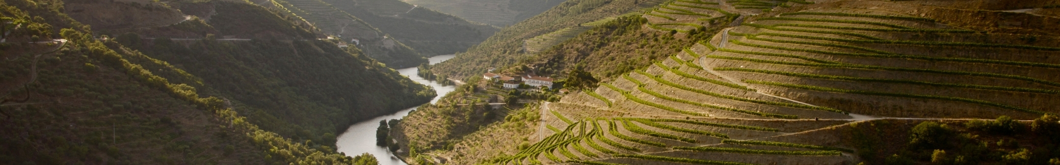 River and vinyards