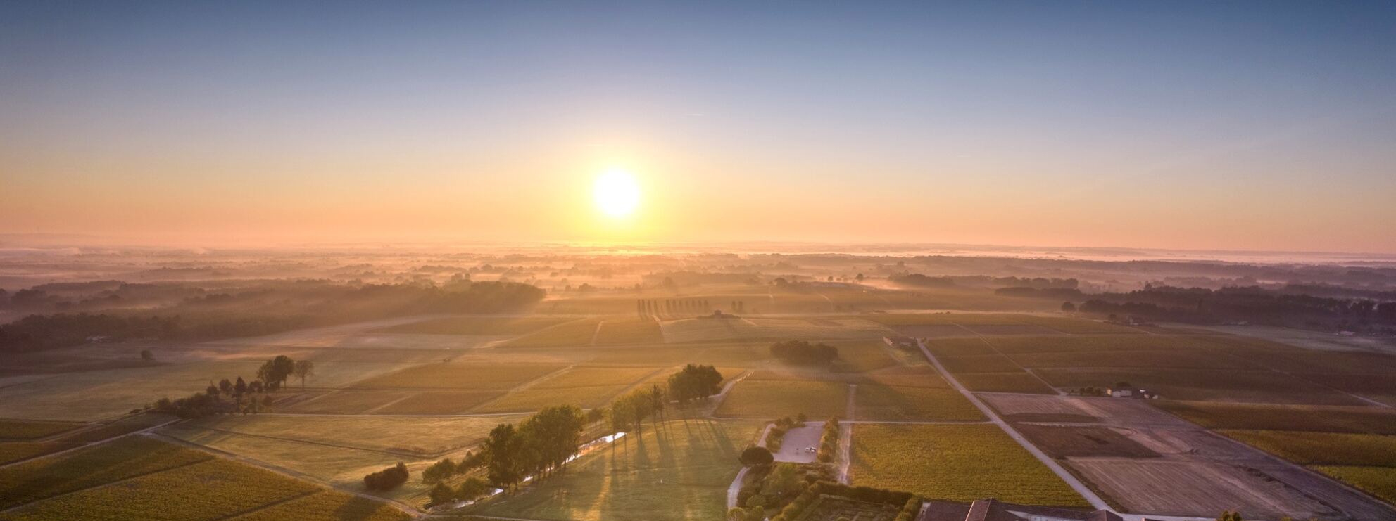bordeaux vineyard