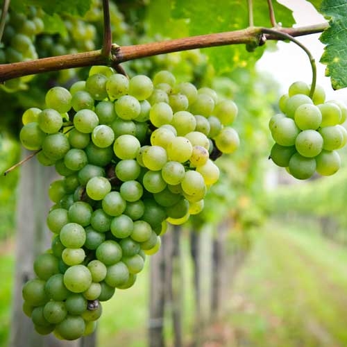 bunch of grapes