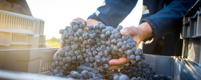 red grapes being picked