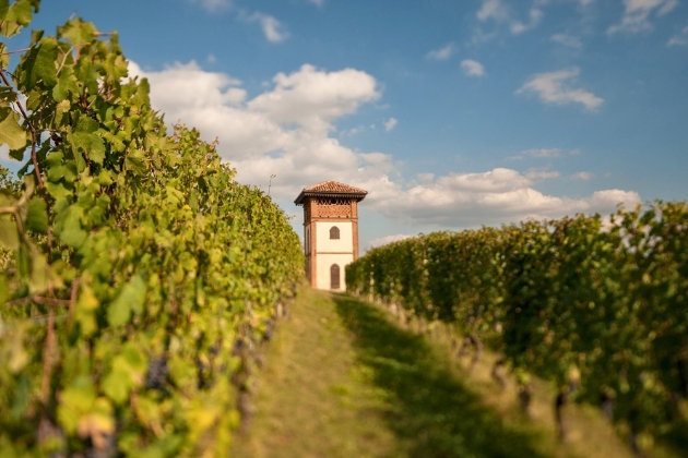 Landscape view of a vineyard on a hill region