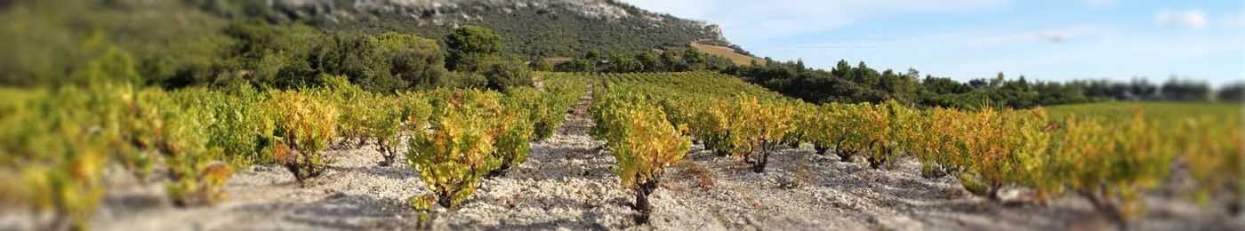 vineyard