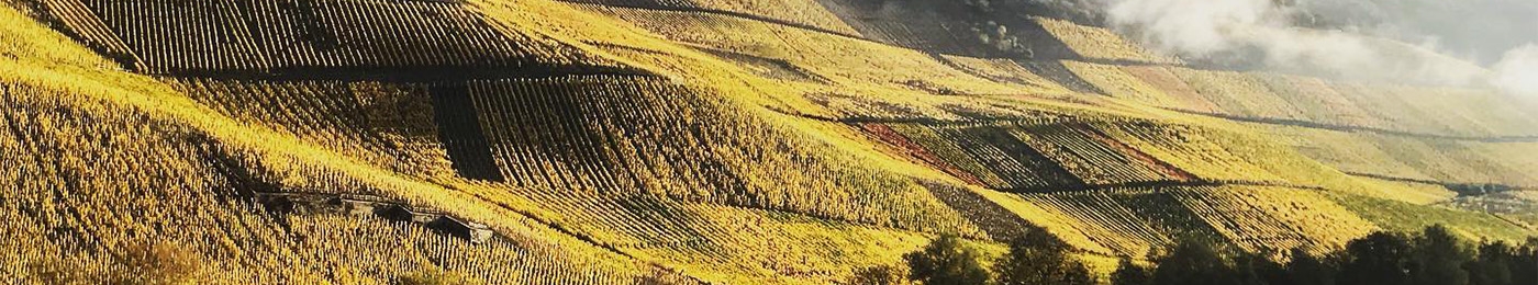 JJ Prum vineyard