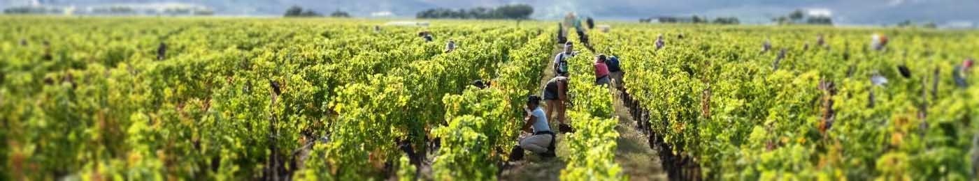 Workers in field