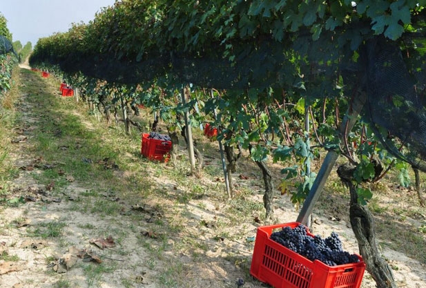 Vineyard