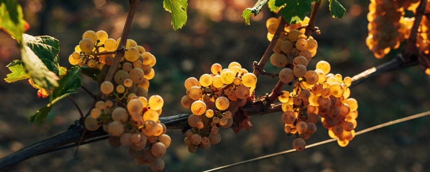 Riesling grapes