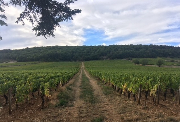 Vineyard