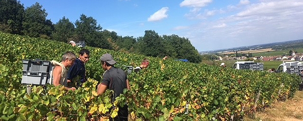 men working in a vineyard on a sunny day