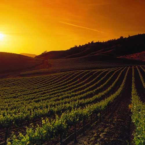Crops at sunset