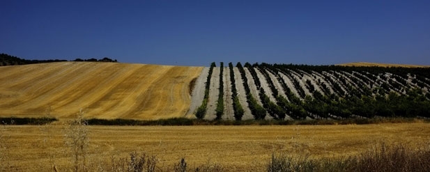 field with a dark blue sky