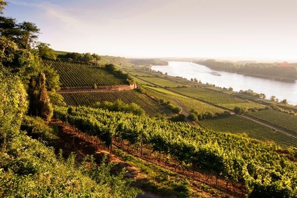 light casting through vineyard