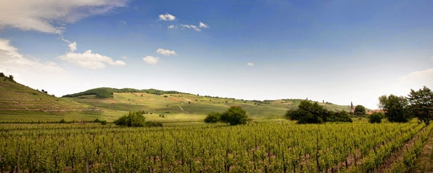 Fields