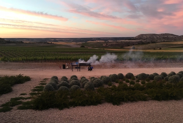 Vineyards
