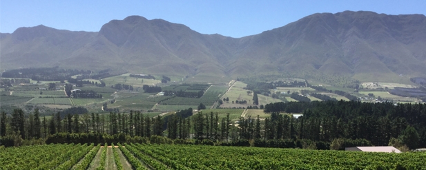 Green landscape, row of trees in front of hills