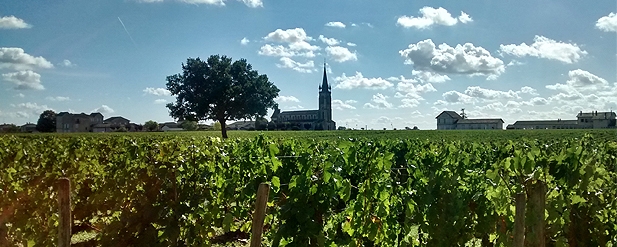 vineyard