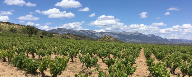 Grapevines