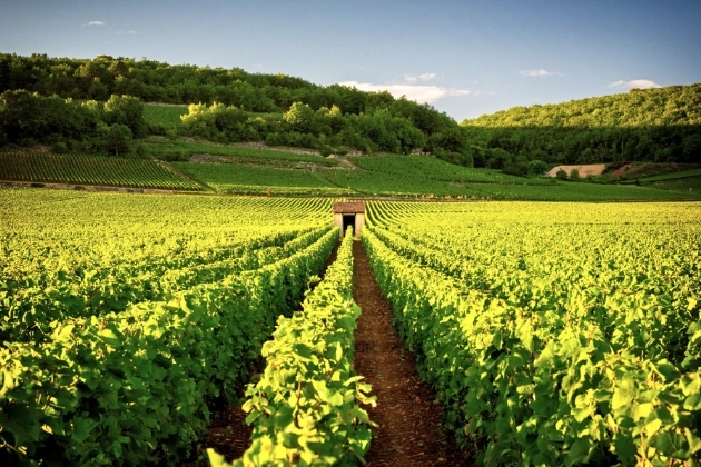 Vineyard in sun