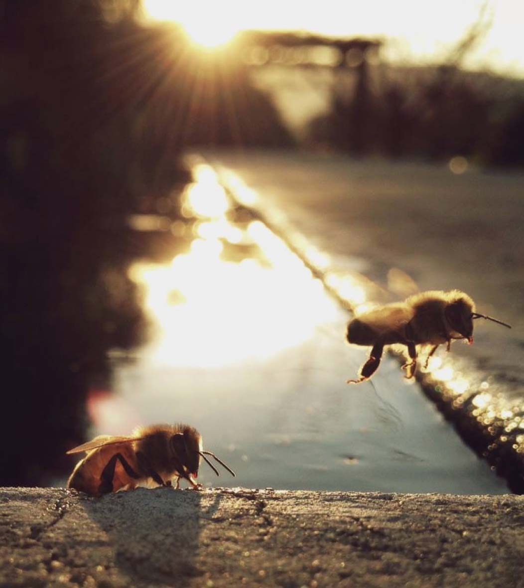 two bees flying on water