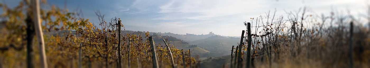 vineyard and hills