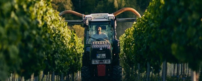 Riesling grapes