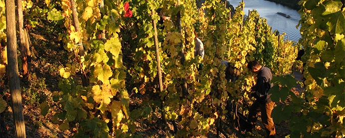 Riesling grapes being harvested