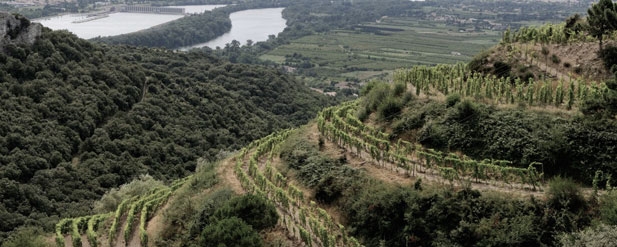 vineyard on a hill