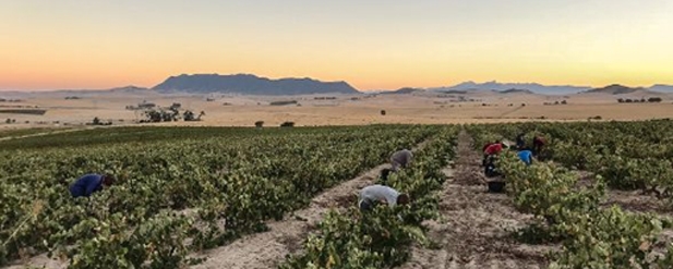 Vineyard at sunset