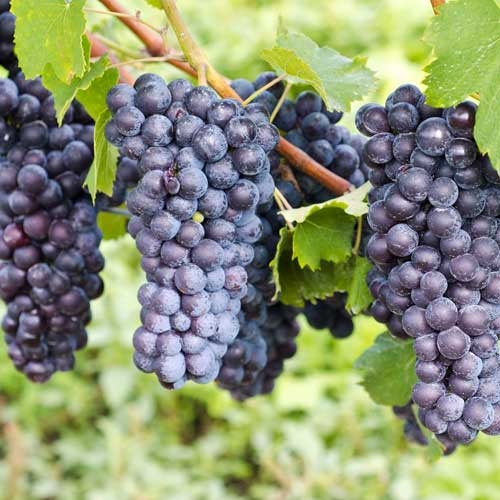 bunch of grapes