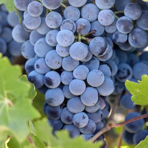 bunch of grapes
