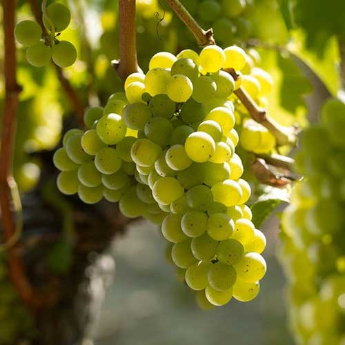 bunch of grapes