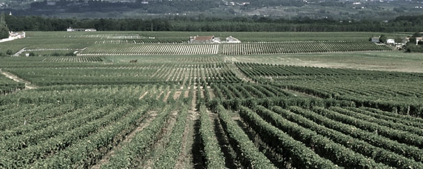 vineyard