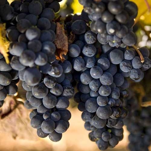 bunch of grapes