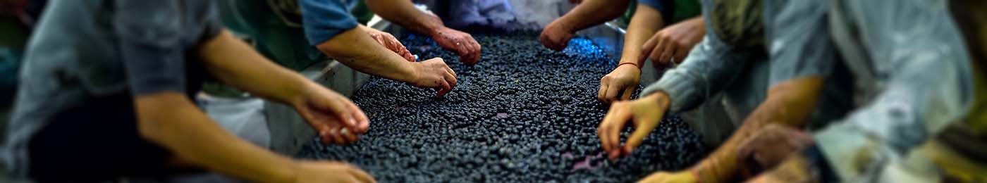 people picking at a big tray full of berries