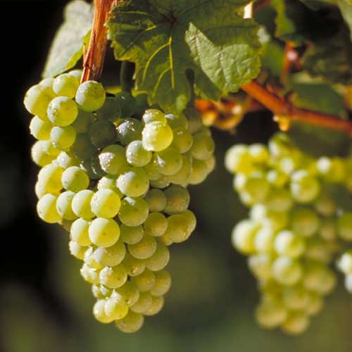 bunch of grapes