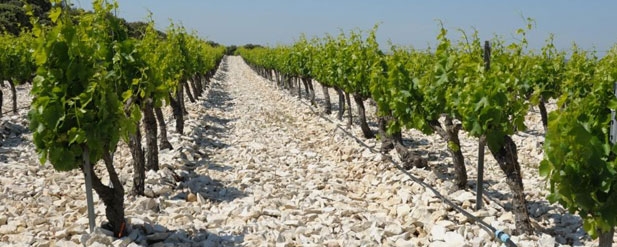 Rows of grapevines