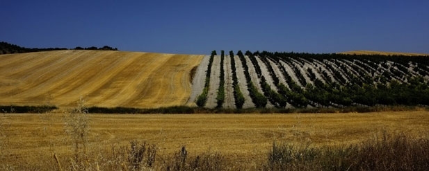 Field in Spain